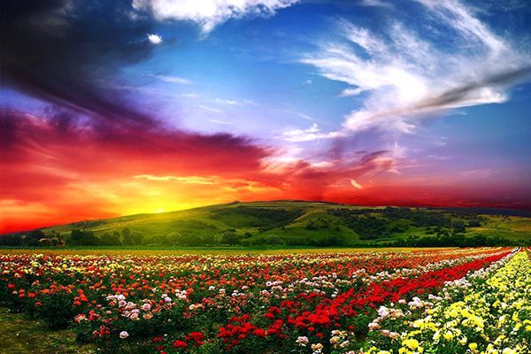 Overlooking colorful valley with flowers in the foreground and a dramatic skyline