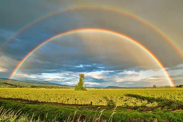 Rainbow Bridge Reading Course